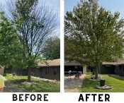 SPONSOR: Local Scientist Invents Biologically Correct Nutrients for Trees
