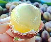 SPONSOR: Doctors Surprised: This Fruit May Support Blood Sugar & Brain Health