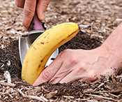 SPONSOR: Plant a Banana, Flip Your Gut Switch, Lose Up to 15 Lbs. Fast
