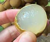 SPONSOR: Doctor: This Ancient Sweet Stabilizes Blood Sugar Naturally