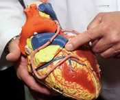 SPONSOR: The #1 Fruit That Fights Cholesterol